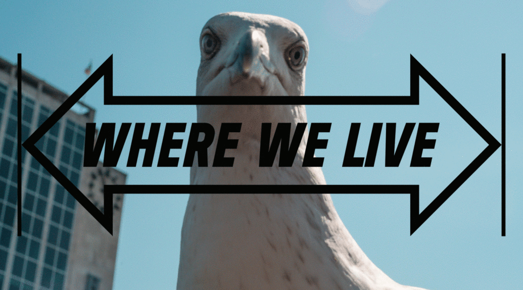 Seagull, Bird, Where We Live logo